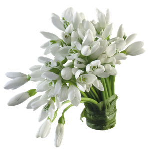 Подснежники 4