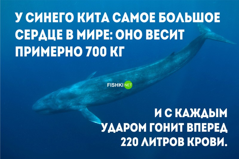 Презентация интересные факты о сердце