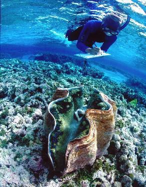 giant clam2 Самые необычные существа планеты Земля. Часть II